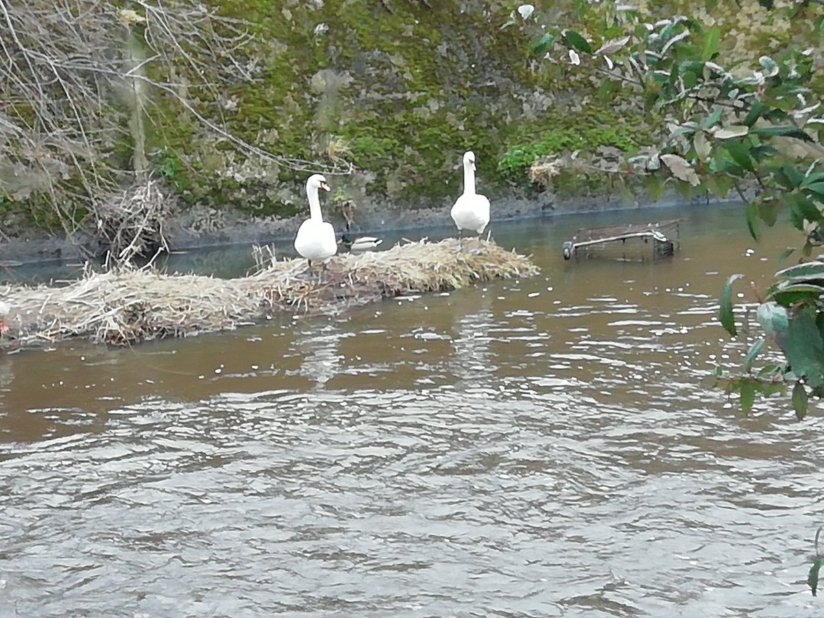 Shall we try nesting here? #Roseburn #WaterofLeith
