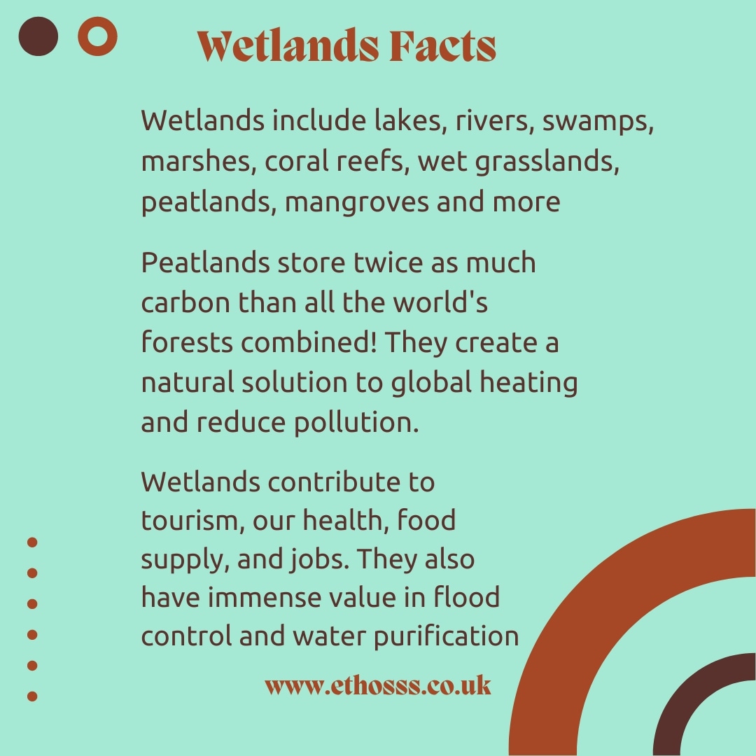 Here are crucial facts you need to know about wetlands on #worldwetlandsday
#worldwetlandsday2023
#wetlandsday2023
#wetlands