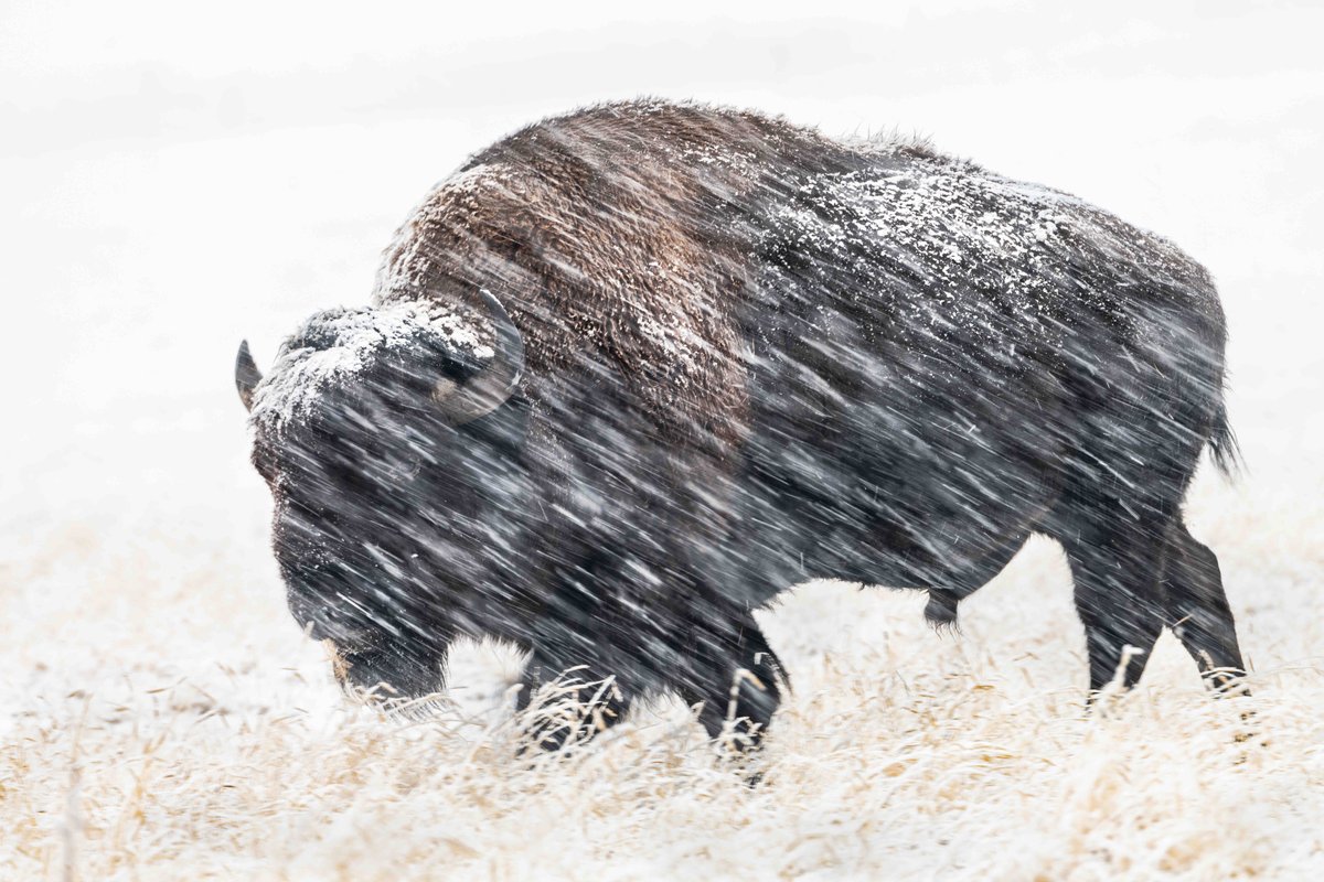 Don’t feel bad for this big guy. He was built for this. Bison aren't the only species with adaptations to withstand winter's wrath. Discover how some wildlife can weather the cold: fws.gov/story/weatheri… 

Photo at Rocky Mountain Arsenal National Wildlife Refuge by Peter Ismert
