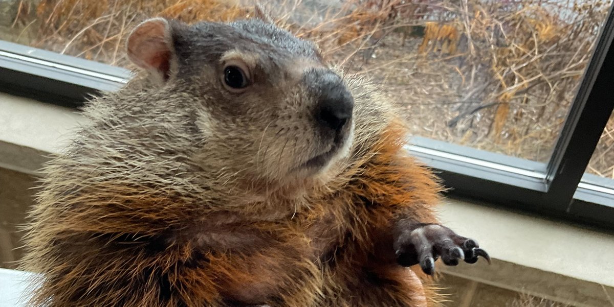 Happy Groundhog Day everyone!  Come on out to the wildlife sanctuary and see Bernard the Groundhog and many other awesome WLS Animal Ambassadors this Saturday, February 4 for Frosty Family Fun Night!  $10 per carload; event is 4:00-8:00 PM.