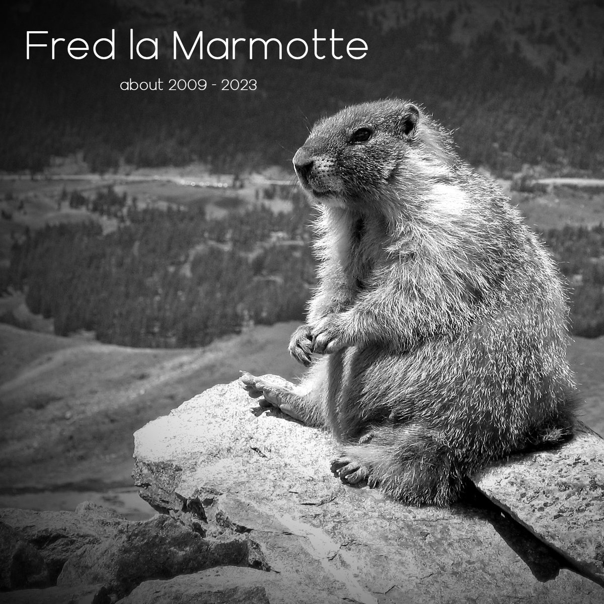 Quebec's groundhog died late last night. RIP Fred. #GroundhogDay2023