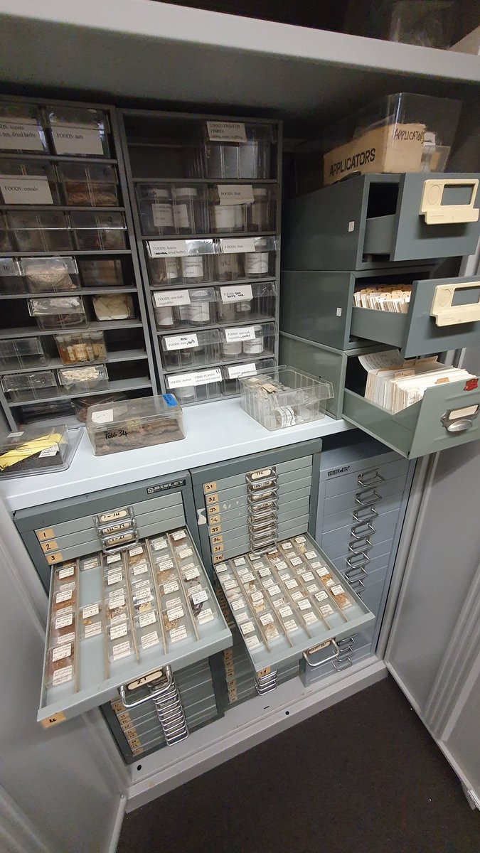 ☘️🌾🌿🌰 Discovering the 'lost' archaeobotanical collections at @UoYArchaeology 
#archaeologyofarchaeology 
#Archaeology 
#archaeobotany 
#ancientplants