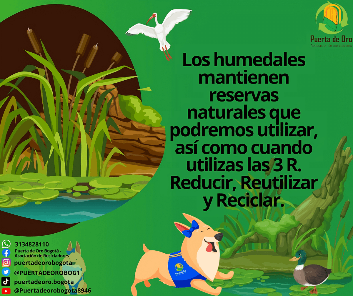 PUERTADEOROBOG1's tweet photo. Día Mundial de los Humedales,una oportunidad para celebrar y apoyar los hábitats  que protegen nuestro mundo,estos proporcionan alimentos,agua y absorben durante las inundaciones. brindan un hábitat para la vida silvestre y almacenan carbono, mitigando el cambio climático. https://t.co/sMySXZ13zV