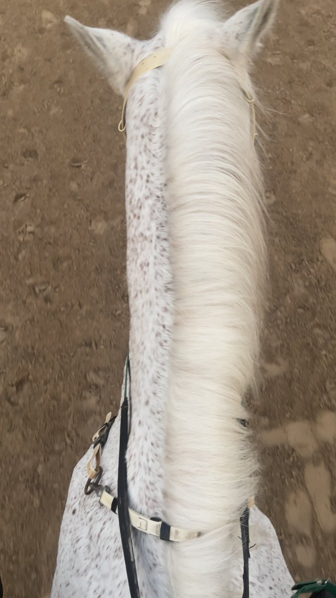 Salsh7i's tweet photo. 🐎 https://t.co/6trcCt5NO4