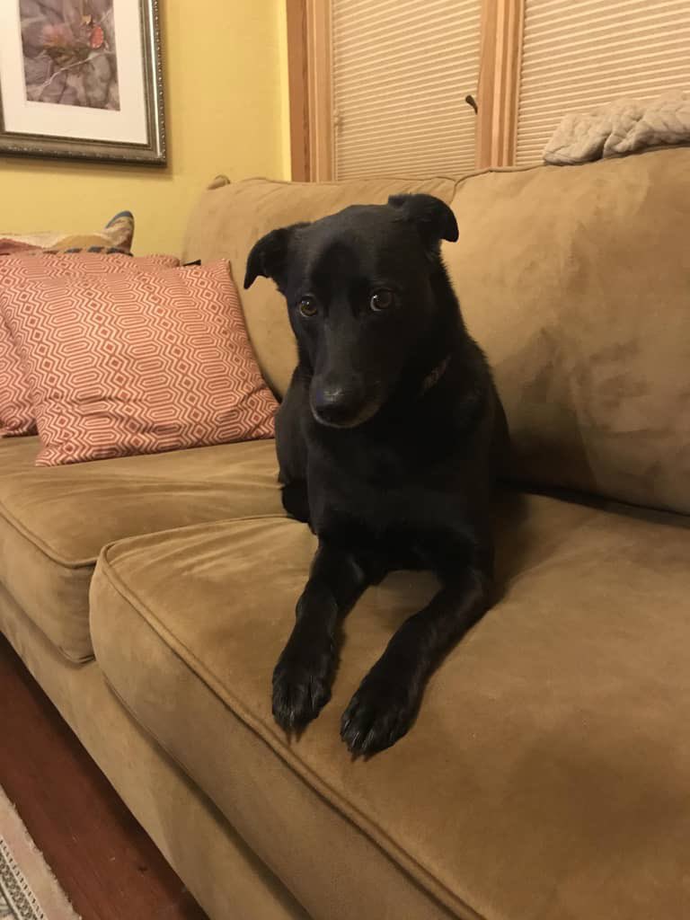 Momma still in de Floridas, coming home on Sunday. Frens, I am sad because my Hugrampa has gone over de rainbow.  *sigh* He a berry goob man an we misses him.