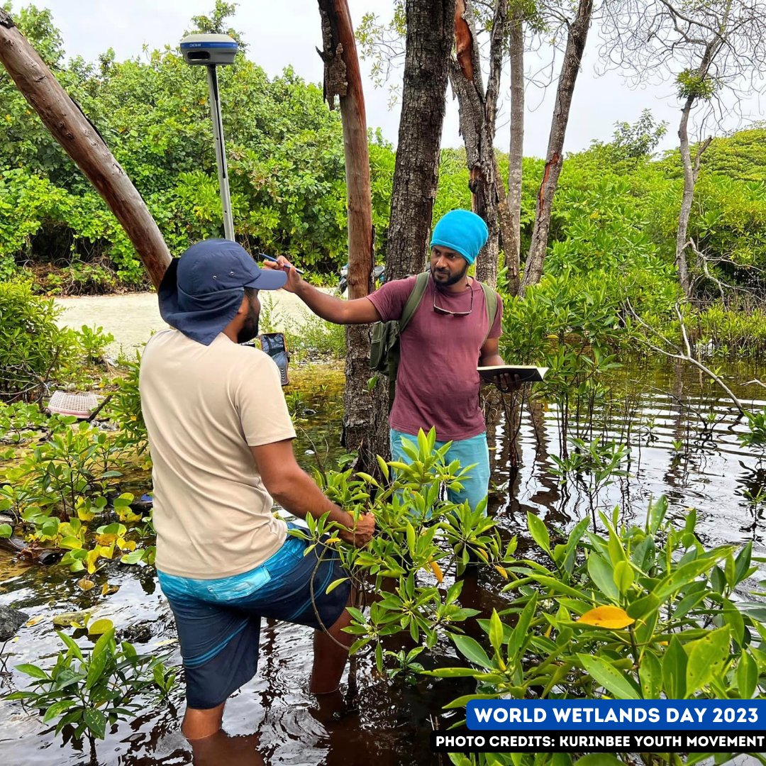 UNDPMaldives's tweet photo. Meet the🇲🇻#EcoWarriors at Kurinbee Youth Movement who are working to conserve the wetland ecosystem in Kurinbi. Supported by @GEF_SGP &amp; @UNDPMaldives, they are protecting vital habitats - from mangroves to water bodies, crucial for sustainability of people &amp;🌍 #WorldWetlandsDay https://t.co/Risb6GFg1H