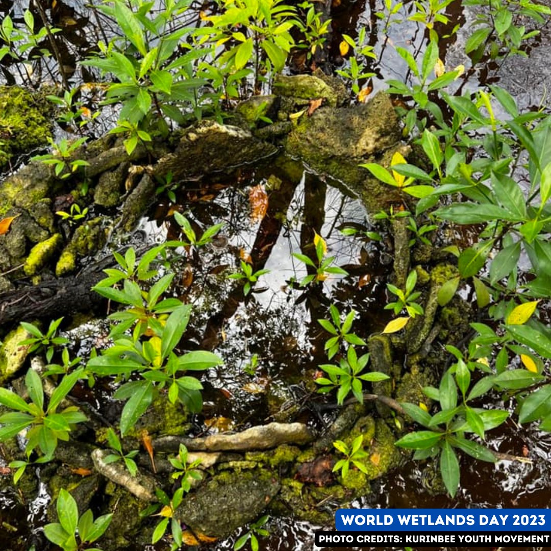 UNDPMaldives's tweet photo. Meet the🇲🇻#EcoWarriors at Kurinbee Youth Movement who are working to conserve the wetland ecosystem in Kurinbi. Supported by @GEF_SGP &amp; @UNDPMaldives, they are protecting vital habitats - from mangroves to water bodies, crucial for sustainability of people &amp;🌍 #WorldWetlandsDay https://t.co/Risb6GFg1H