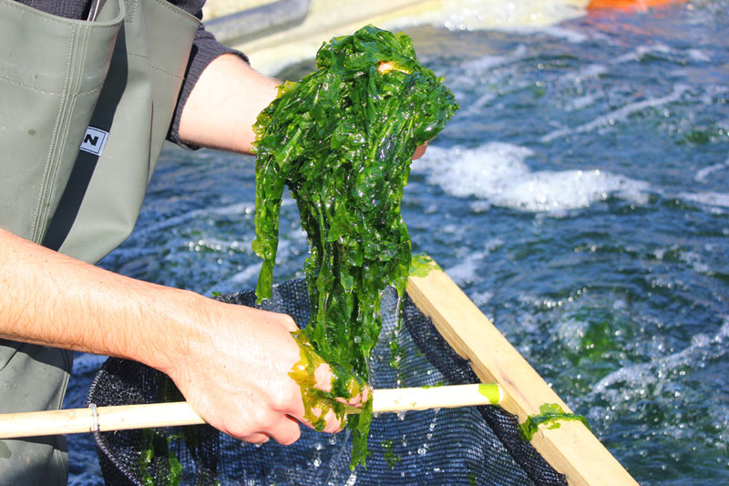 Bio certificaat voor zeesla van Waddenwier op Texel. waddengoud.nl/waddengoud-jou… #waddengoud #zilteteelt #zeewier #texel Foto: ©Waddenwier.