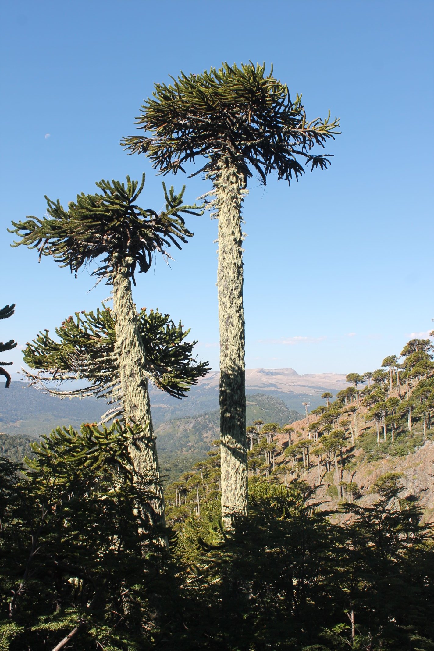 Pedro Cayuqueo (pcayuqueo) / Twitter