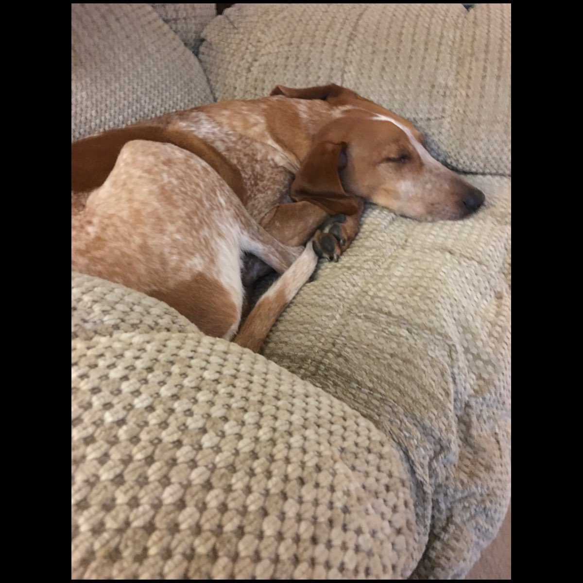 uusaint's tweet photo. I haven’t posted a picture of Grover in a while. Here he is, in his natural habitat! 🐶
#couchwolf
#dogsoftwitter https://t.co/mAci3RN2Rg