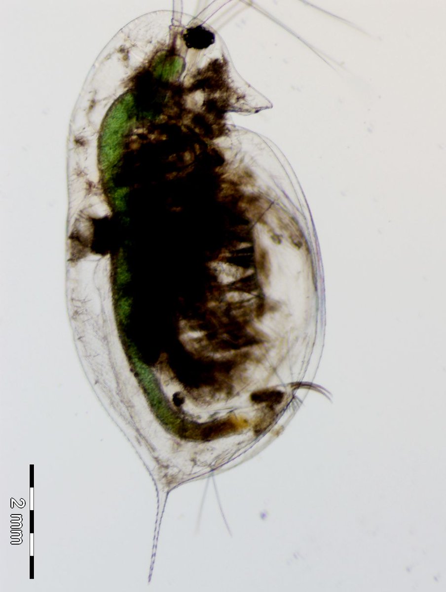 Do #microplastics affect host susceptibility to #parasites? Would you like to explore this exciting/unknown field, use a great system #Daphnia, combine #wetlab with DNA and RNA data and enjoy living in Berlin? 8 more days to apply: #PhDposition @LeibnizIGB karriere-igb.softgarden.io/job/26654029/P…