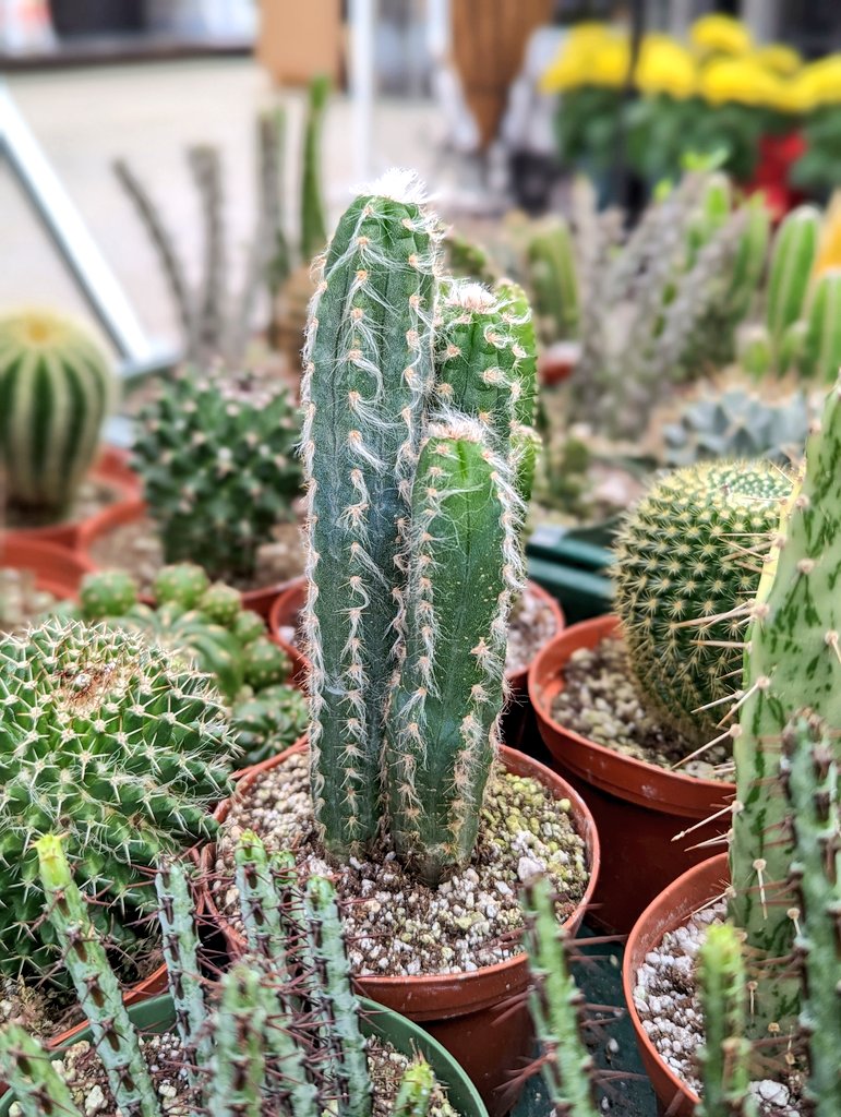LakesideGG's tweet photo. NEW ARRIVALS in the Cacti Collection today! Very limited quantities available. Shop in-store now!

🌵Cereus
🌵Cephalocereus senilis (Old Man Cactus)
🌵Matucana polzii
🌵Optunia monacantha https://t.co/TrRx3JVkgX