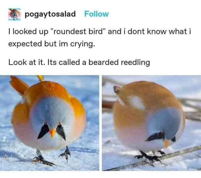 tigrobot's tweet photo. Now, hear me out...

#beardedreedling #roundestbird #birds #sonic #robotnik #eggman #sega https://t.co/JP54mqPT1f