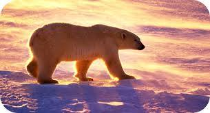 HertzYellowknif's tweet photo. The Arctic Groundhog saw it's shadow! 3 more months of winter! https://t.co/9InAmsMQL0