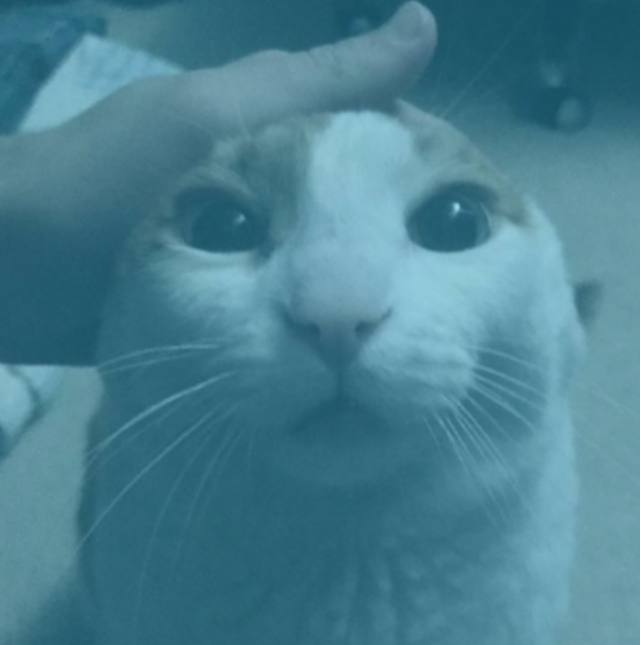 Me Petting My Cat Bot tweet media