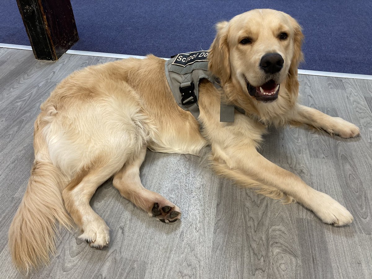 SoutheastCRP's tweet photo. I’m attending the Wokingham Secondary Schools Federation meeting this afternoon to promote Try A Train - hoping Remi will join us! #SchoolDog #TryATrain https://t.co/tBBMzeBz2M