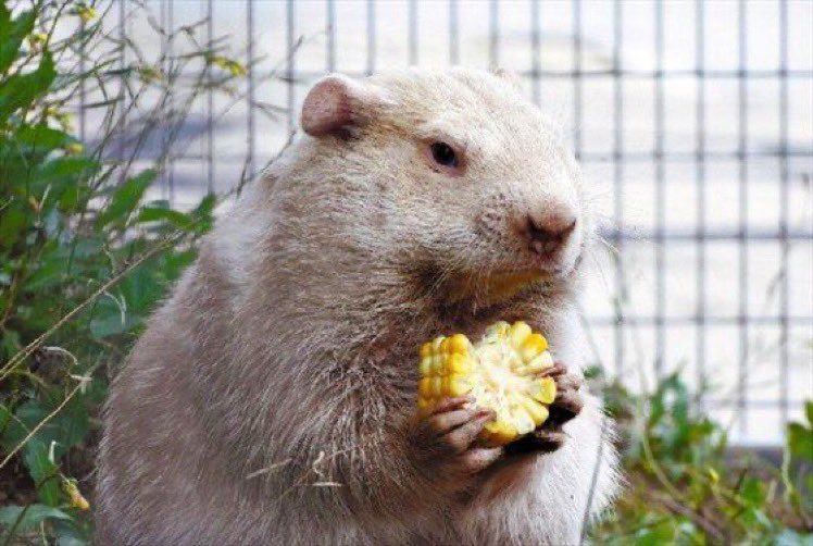 Mexican marmota comes out; can’t care less about his shadow; eats an elote instead 🌽