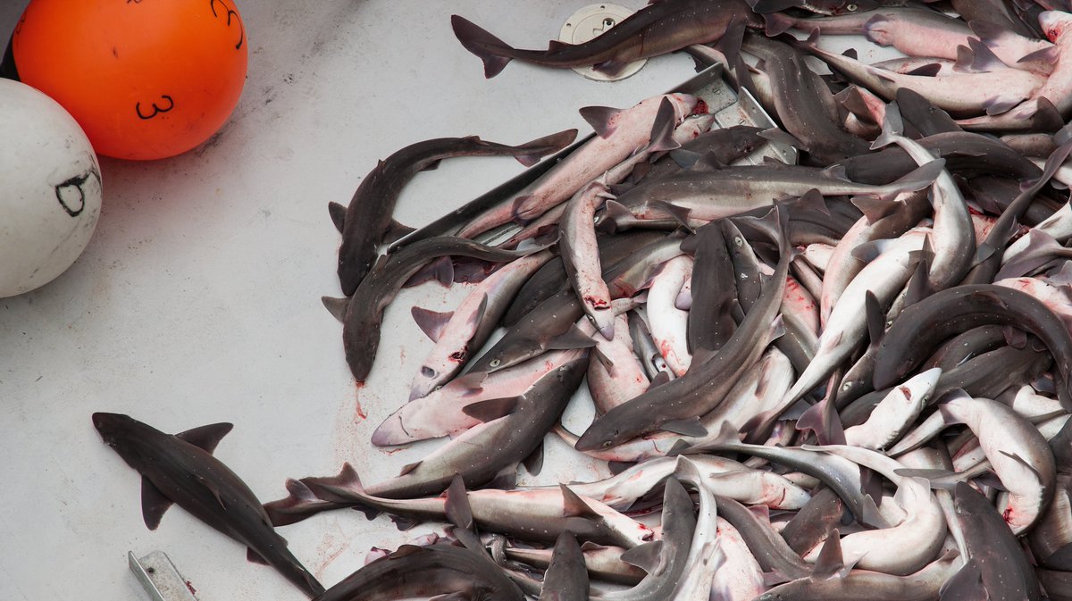 SharkAdvocates's tweet photo. 🇺🇸 Atlantic state Spiny Dogfish Shark quota cut to 12 million lbs by @ASMFC for next season (May 1 start). The nearly 60% reduction stems from declining trends in abundance, CPUE, pup production &amp; growth.  @NOAAFish_NEFSC stock assessment is set for June:  https://t.co/p7hOlOuamh https://t.co/XologdPmga
