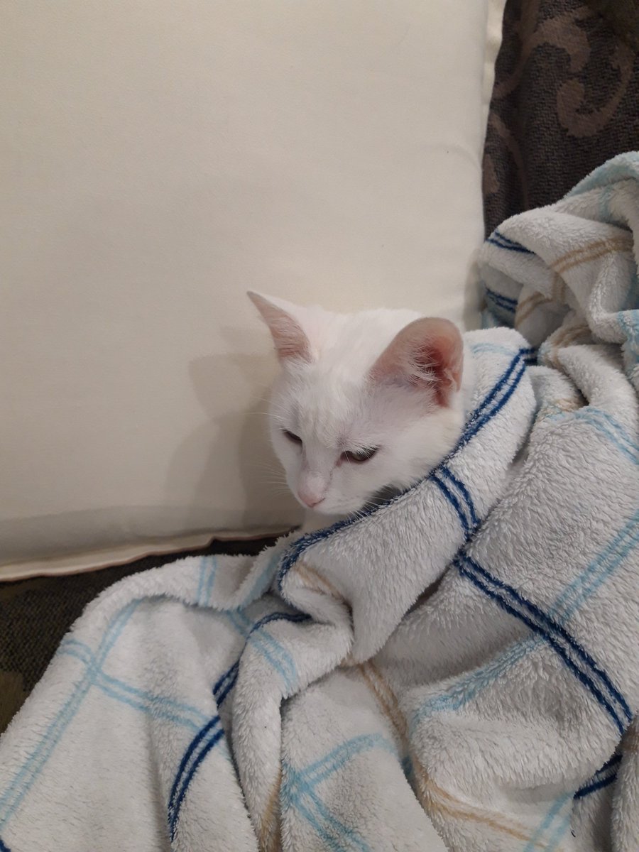 Zeepap1's tweet photo. @plazynoodles My cat also doesn't even even https://t.co/JODCf6rdTH