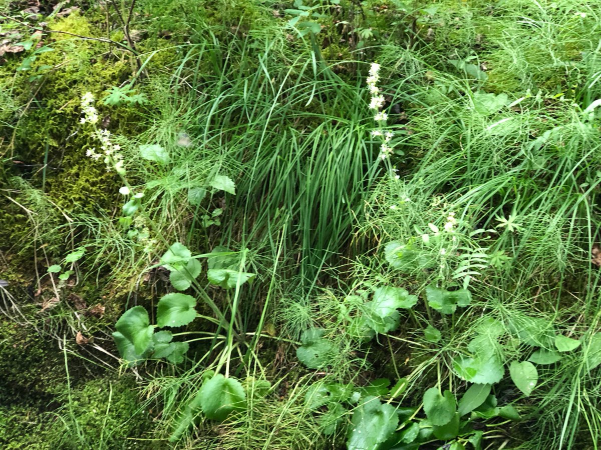 YCSYukon's tweet photo. Today is #WorldWetlandsDay so here are some wetlands species we met in #Beringia last summer! https://t.co/ZVFkS0TEIm