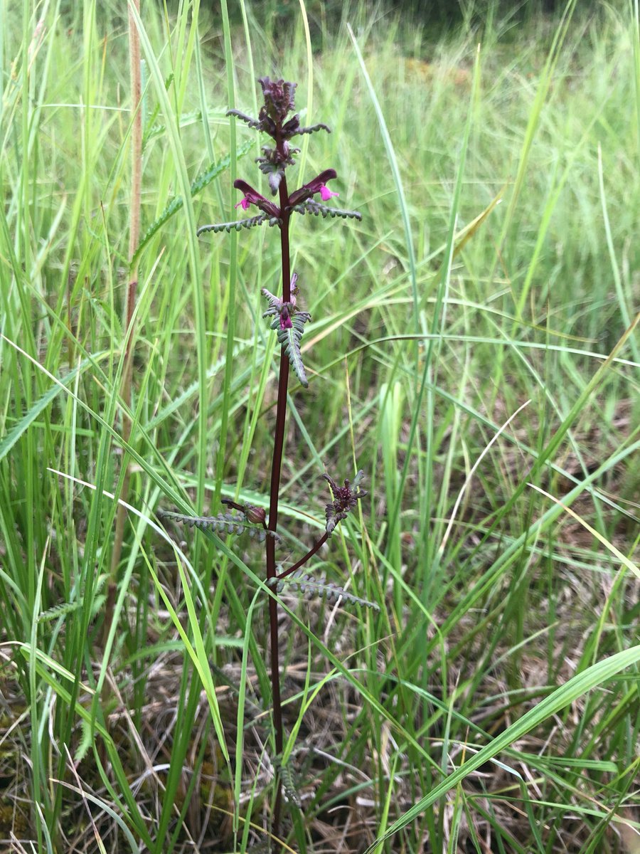 YCSYukon's tweet photo. Today is #WorldWetlandsDay so here are some wetlands species we met in #Beringia last summer! https://t.co/ZVFkS0TEIm