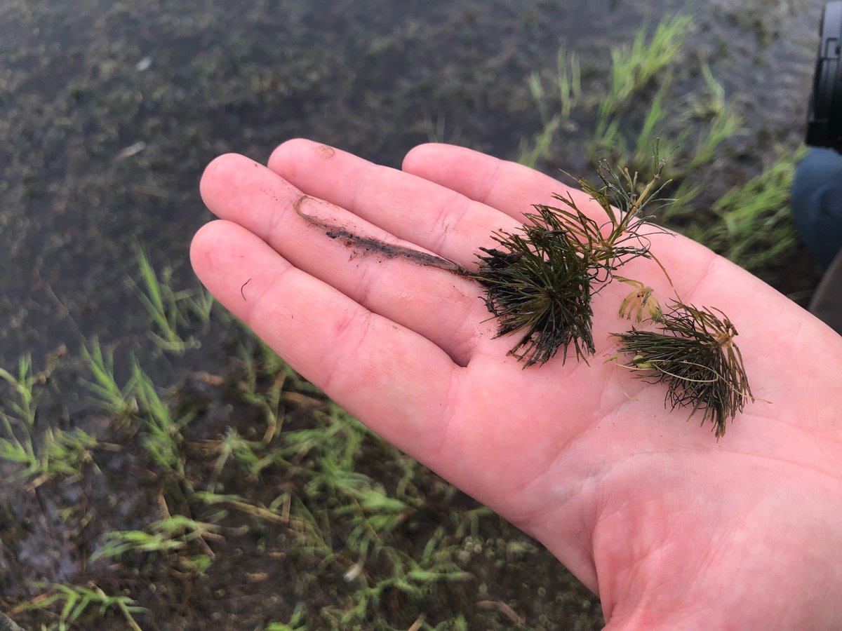 YCSYukon's tweet photo. Today is #WorldWetlandsDay so here are some wetlands species we met in #Beringia last summer! https://t.co/ZVFkS0TEIm