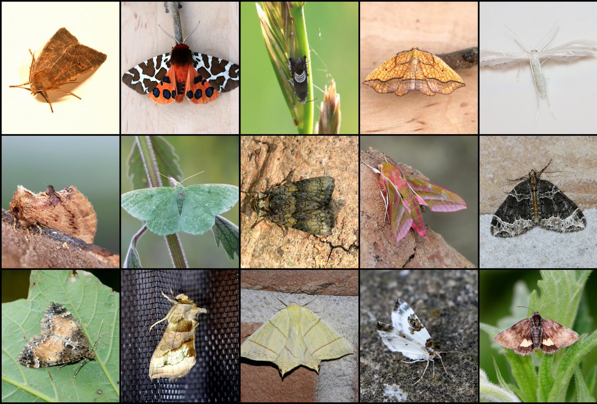 vlinderNL's tweet photo. Vier jaar #BIMAG. Het project 'Boeren Insecten Monitoring Agrarisch Gebied' Gaat door. Vooral nachtvlinders worden veel en goed geteld. https://t.co/Xw5GvIt5Xu. Fotocollage van @Karin_B_E https://t.co/KR4pDSf0bp