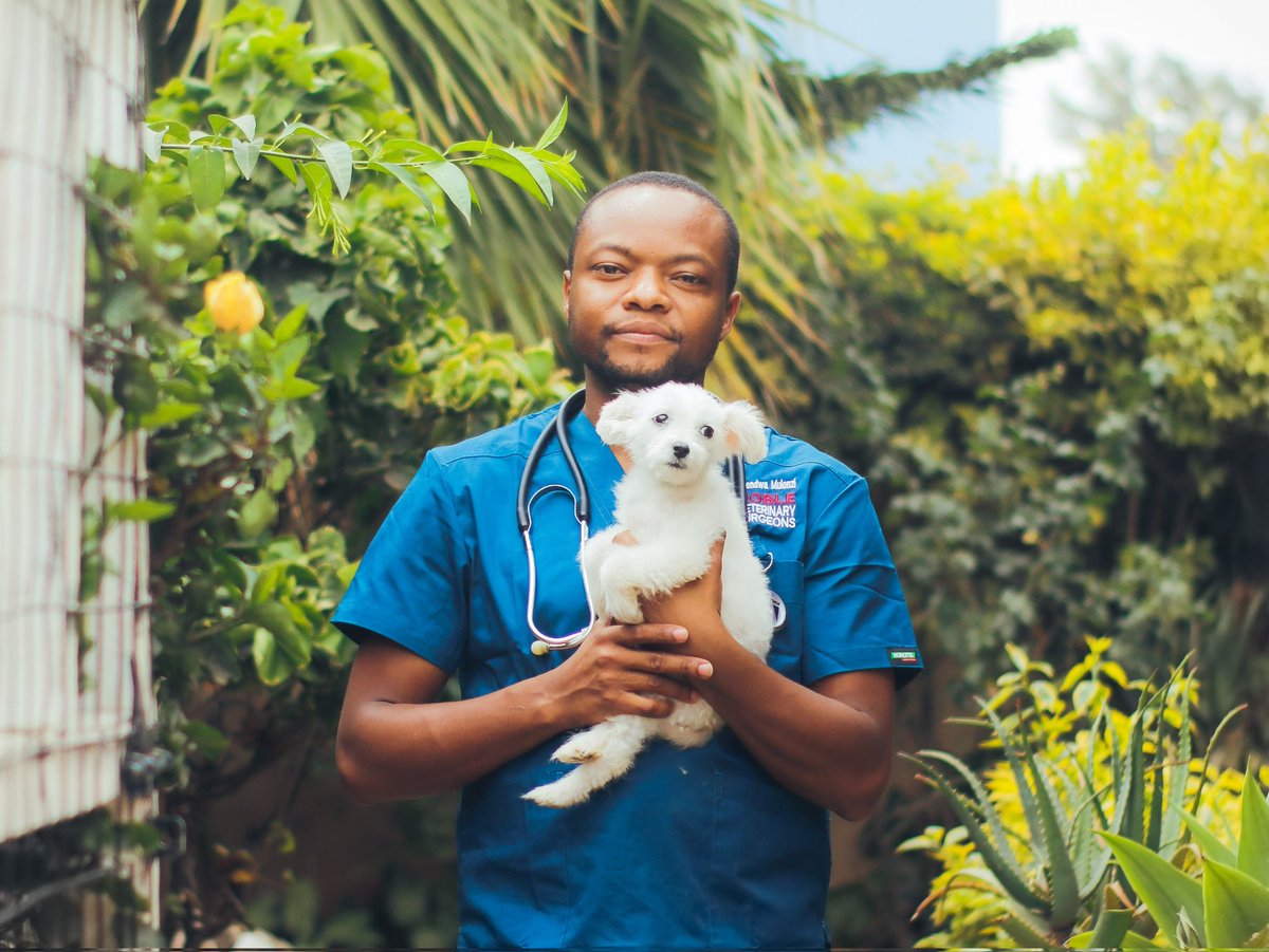 Elee Global 🇰🇪 on Twitter "RT thenoblevets Cryptorchidism is a