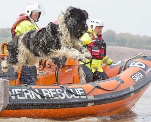NewfoundFriends's tweet photo. Landi training with the Severn Area Rescue Association at Sharpness Gloucestershire. https://t.co/pAuBO0PXBY