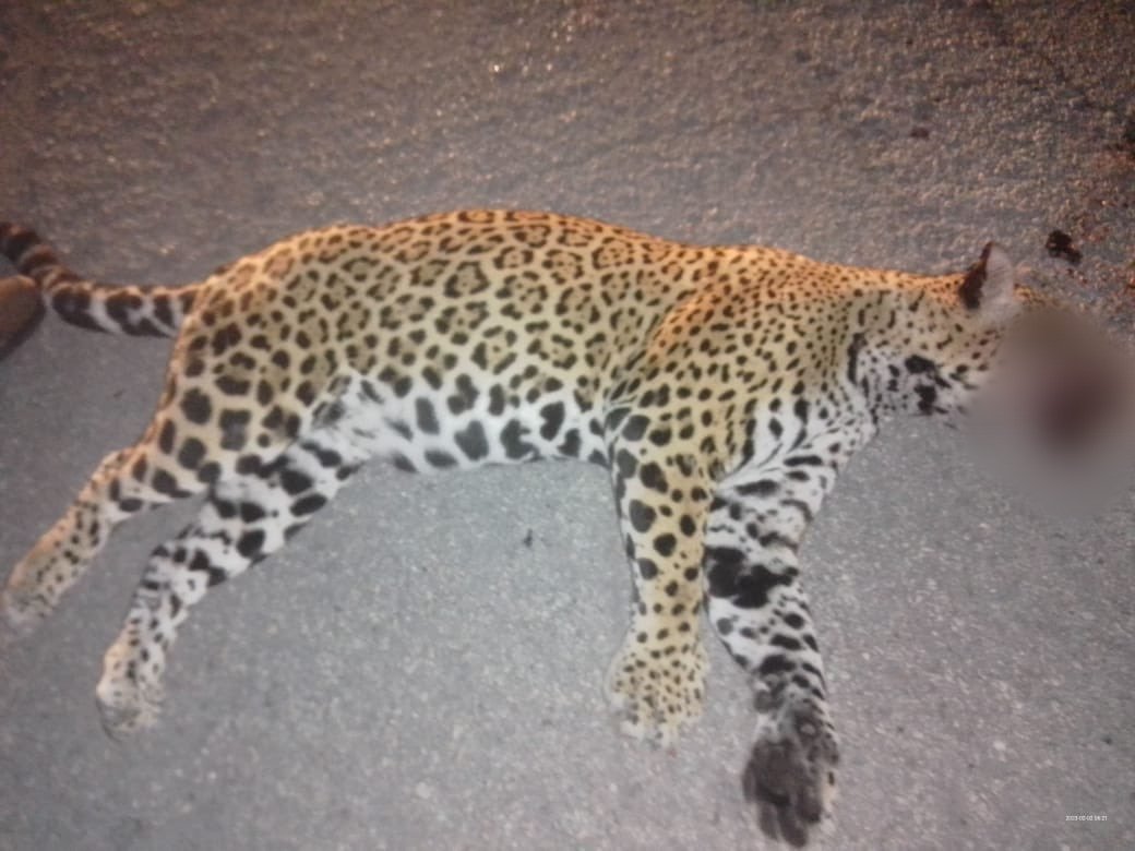 Un jaguar fue atropellado esta madrugada en la carretera Cancún - Puerto Morelos, cerca del hotel Nickelodeon. 😔

 Antes de que los humanos llegáramos a la selva, el jaguar ya estaba allí. Respetemos su hábitat antes de que sea demasiado tarde. 🐆

📸 Quintana Roo News