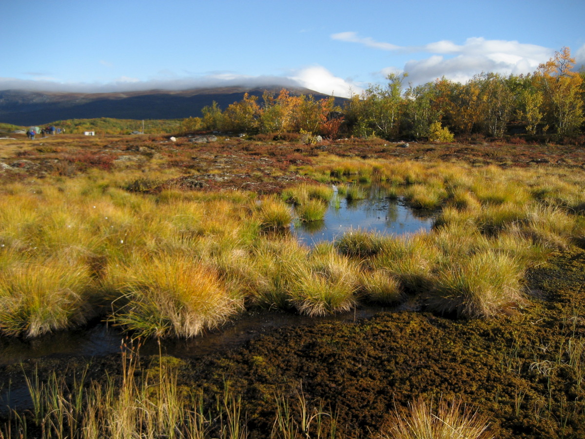 [Journée mondiale des zones humides] C'est quoi une zone humide ?
C’est tout simplement l’un des #écosystèmes les plus utiles pour faire face à la crise climatique.
Comme les mares, les tourbières (photos), les prés salés…
#ChangementClimatique #environnement #eau