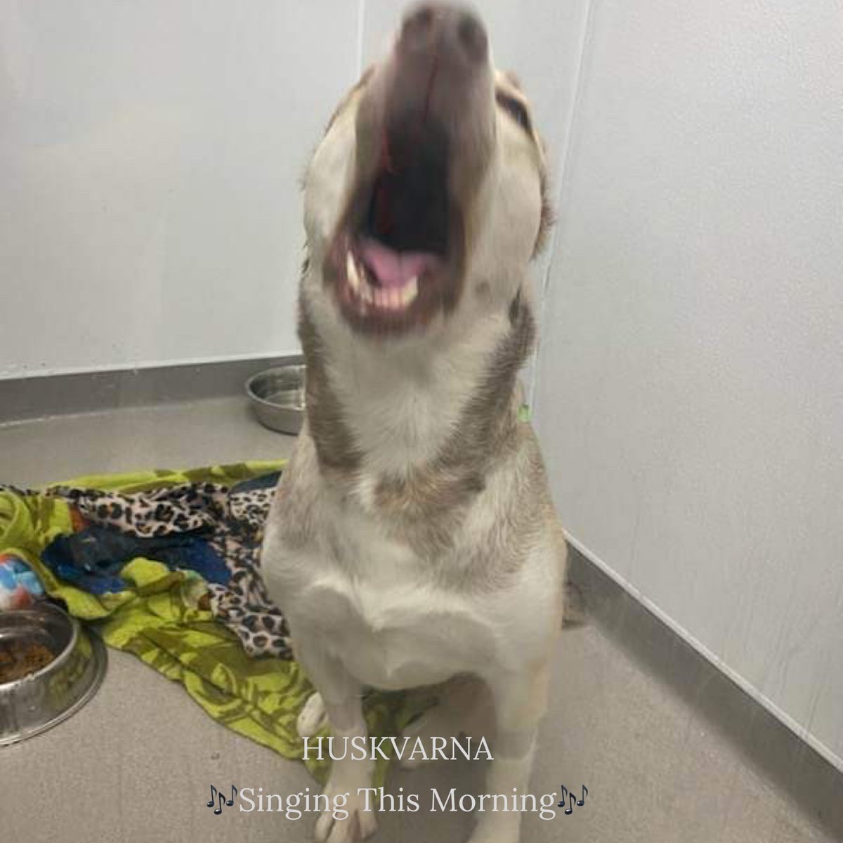 RoCoGB's tweet image. HUSKVARNA
#A351825
She’s a beautiful Husky with VERY BADLY broken pelvis
Shelter would’ve killed her
We couldn’t let her die!
NOW had FOUR surgeries to fix her❤️‍🩹
Can you HELP towards surgery costs❤️‍🩹
Truly would help enormously
TYSVM
Rescue link in thread⬇️
pawsitivepawstx.org