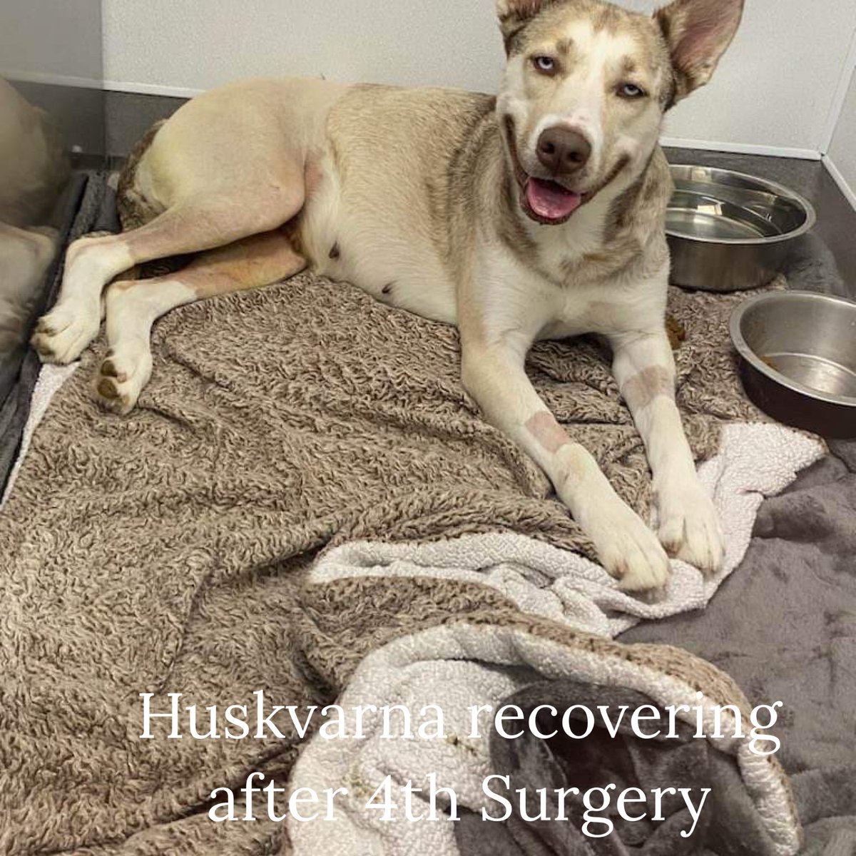 RoCoGB's tweet image. HUSKVARNA
#A351825
She’s a beautiful Husky with VERY BADLY broken pelvis
Shelter would’ve killed her
We couldn’t let her die!
NOW had FOUR surgeries to fix her❤️‍🩹
Can you HELP towards surgery costs❤️‍🩹
Truly would help enormously
TYSVM
Rescue link in thread⬇️
pawsitivepawstx.org