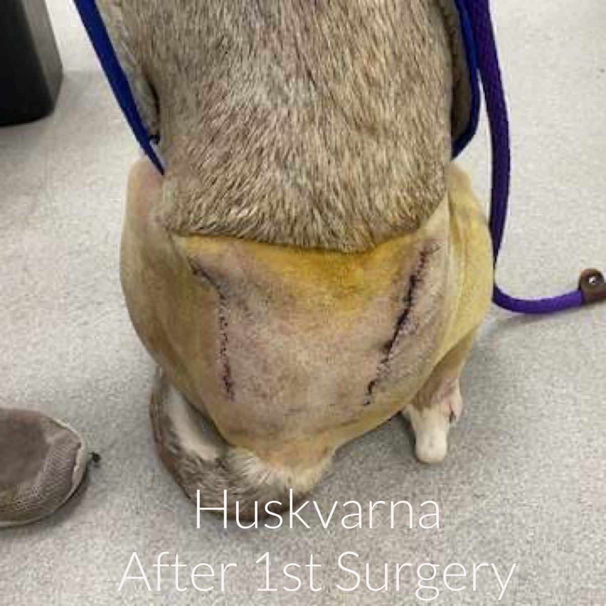RoCoGB's tweet image. HUSKVARNA
#A351825
She’s a beautiful Husky with VERY BADLY broken pelvis
Shelter would’ve killed her
We couldn’t let her die!
NOW had FOUR surgeries to fix her❤️‍🩹
Can you HELP towards surgery costs❤️‍🩹
Truly would help enormously
TYSVM
Rescue link in thread⬇️
pawsitivepawstx.org