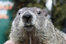 NsamProject's tweet image. Here&apos;s a service animal who works only 1 day a year, Punxsutawney Phil who&apos;ll decide whether we&apos;re in for 6 more weeks of Winter or an early Spring. Legend says that if he sees his shadow, winter will continue, but if he doesn&apos;t see it, Spring will soon be here.