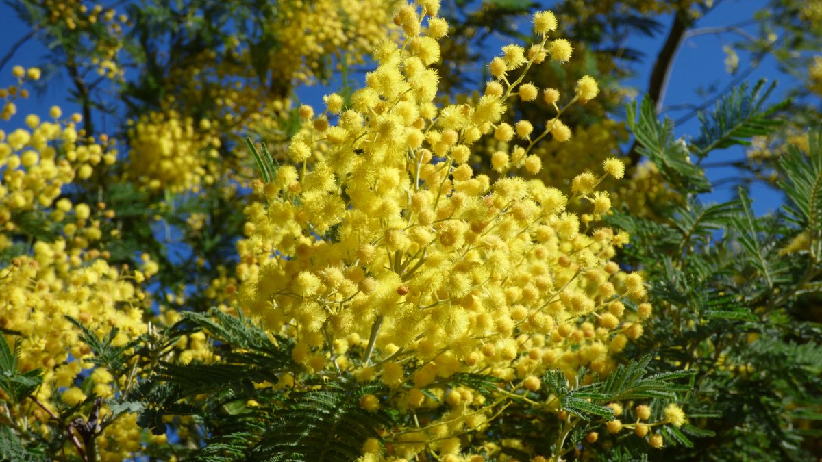 La_Croix_Valmer's tweet photo. Le mimosa possède un parfum envoûtant et les couleurs éclatantes du soleil
#LaCroixValmer #pnpc83 #cotedazurfrance #visitvar #tourismepaca #golfesttropez https://t.co/s1dSmLnIjZ