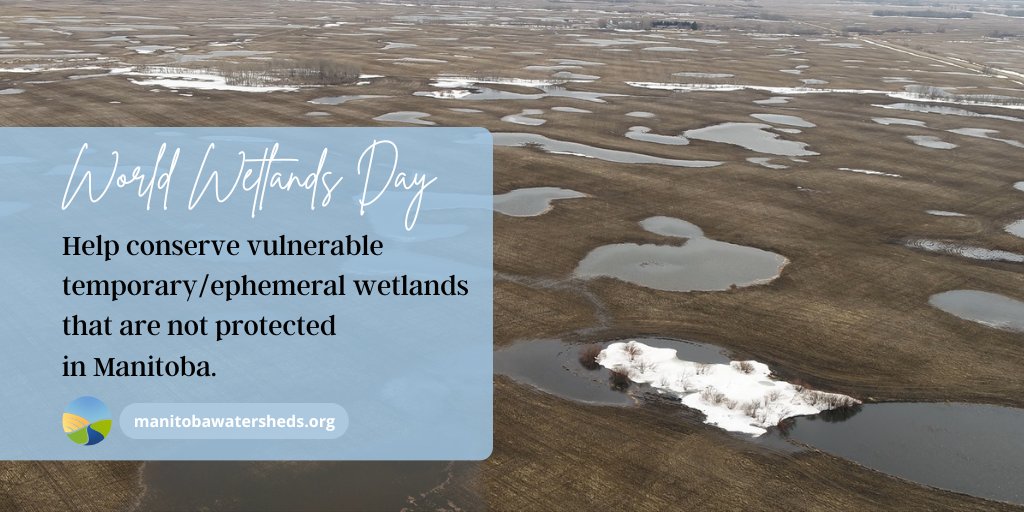 Some wetlands are not protected in Manitoba, making them vulnerable to drainage. Funding is available to help protect those important wetlands AND provide many benefits to landowners. Learn more through your local watershed district. bit.ly/3YfDYe8 #WorldWetlandsDay