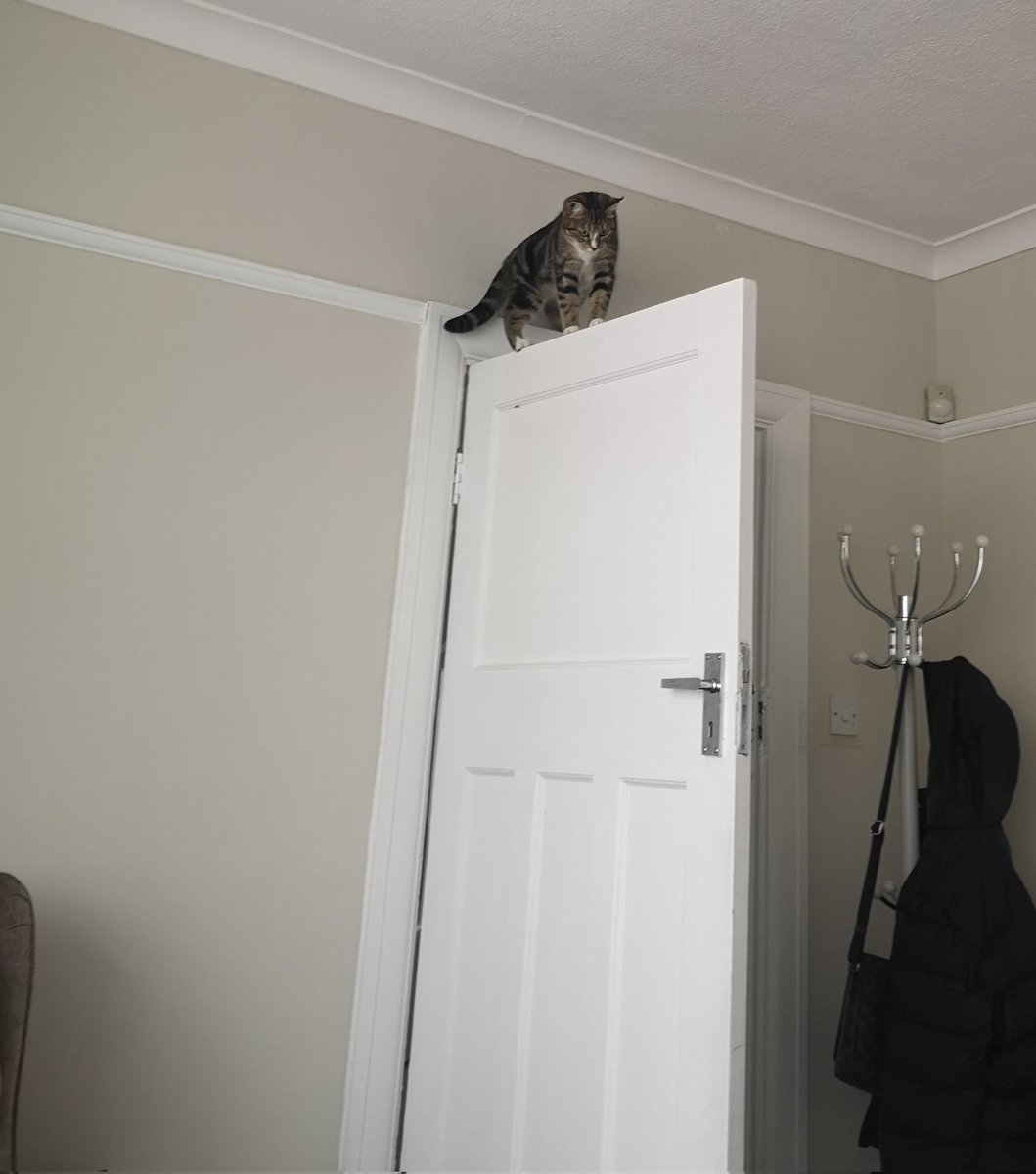 PoliceInsp's tweet image. Constable Midnight is taking the training seriously. Not sure if its @MPSFirearms or @MetTaskforce shes most suited too yet. Early days!