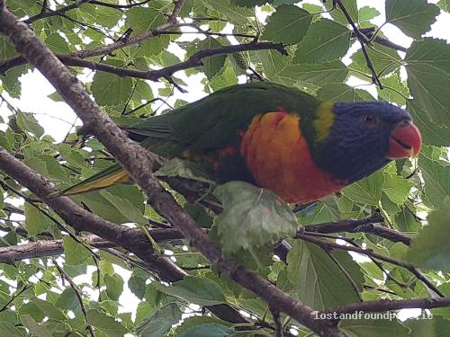 lostfoundpets's tweet photo. A male rainbow lorikeet was lost on 30/07/2022 in The Local Area, #Clonee https://t.co/40IL6VE5Ee #lpie https://t.co/Md4GSNqhBi