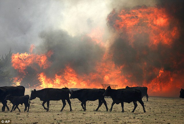 #IYKYK! Animals play an important part in many people's lives, and disasters make that more apparent. If animals are excluded from #DRR plans, disasters can be exacerbated on a very personal level - especially for marginalized people. ow.ly/u7F550MCZjC