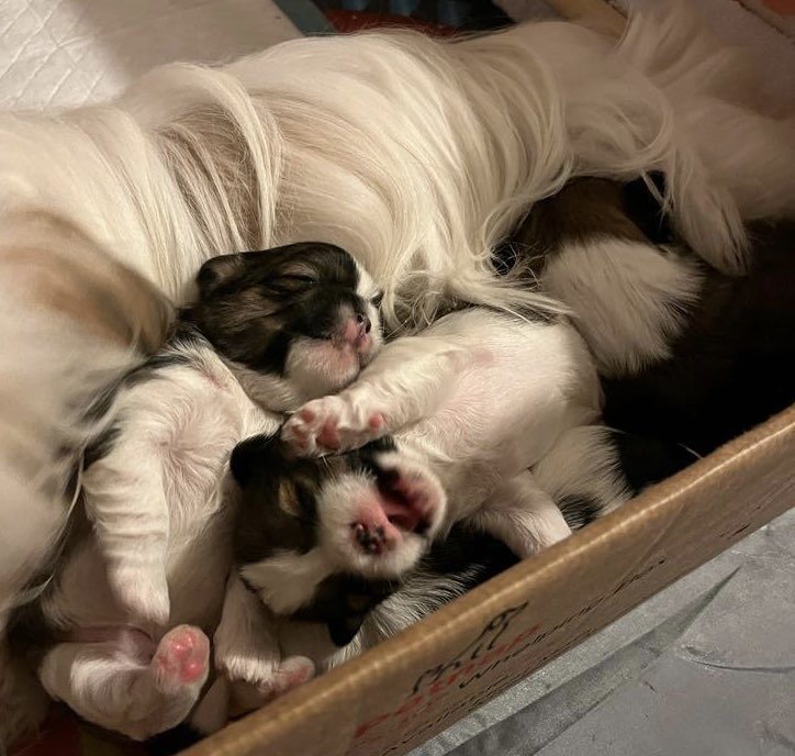 DrEKirkeOstm's tweet image. Hi 👋 little guy 💜

3 weeks old tomorrow. 
My first whelp of the year. 4 beaut boys and a dedicated natural mom. 

#doggydoula #doggymidwife #whelp #whelpingexpert