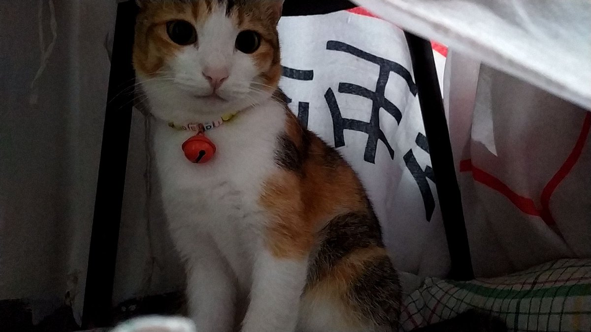 _bitvche's tweet image. Kiyowok❤🥰