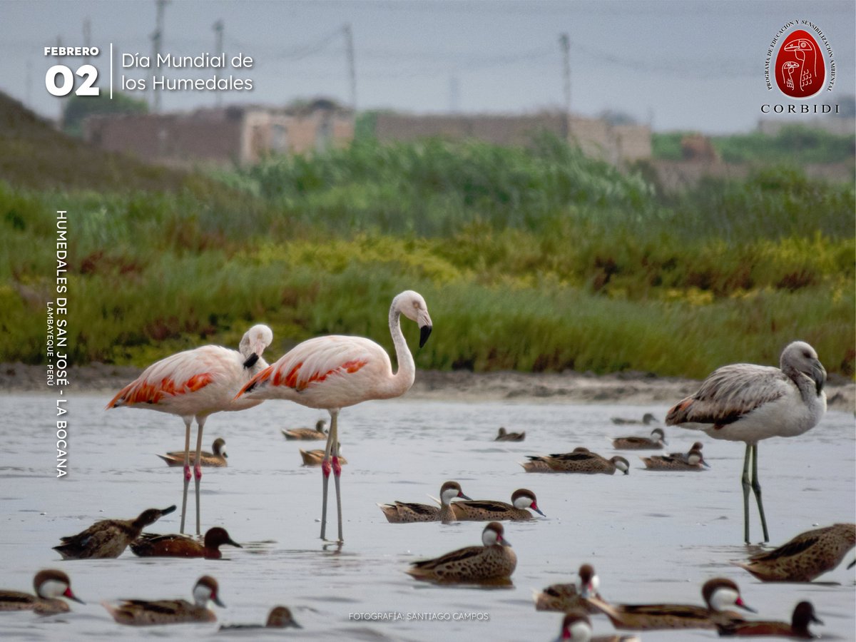 EdAmbiental Corbidi tweet media