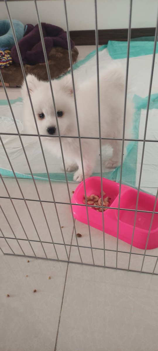 داداش برفی tweet media