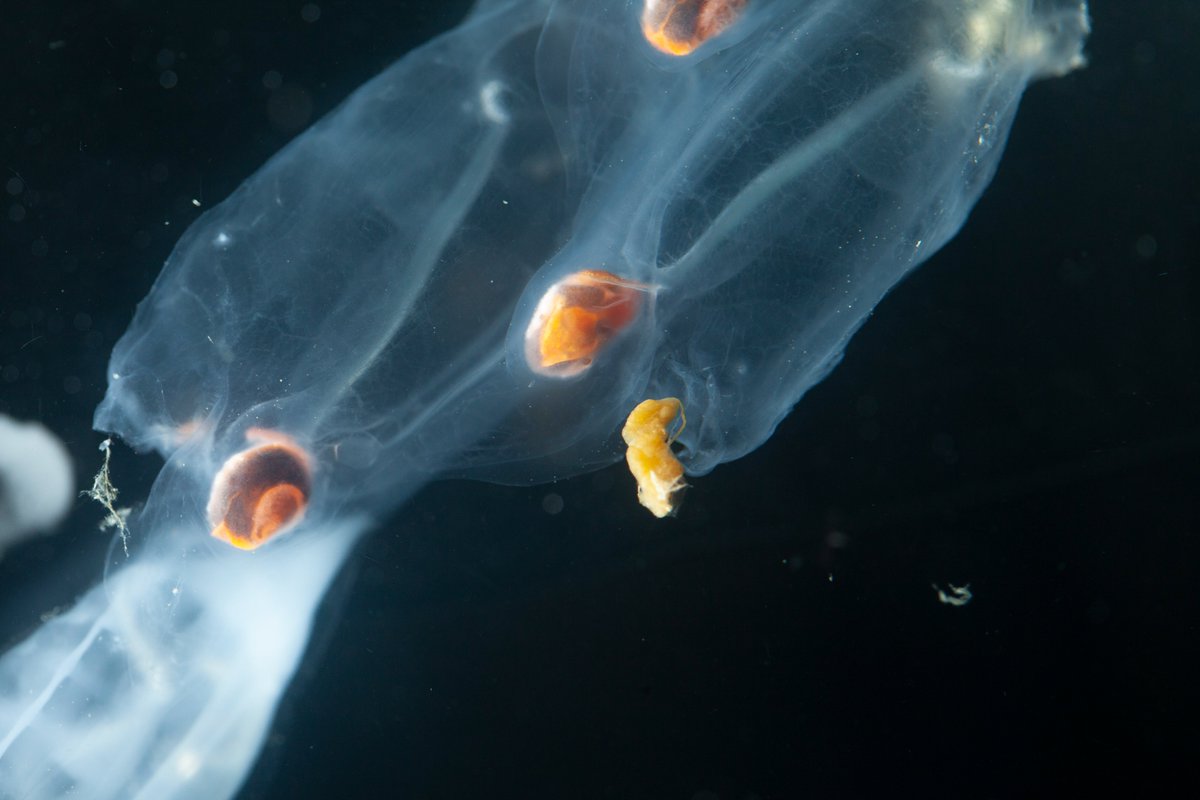 DecimaLab's tweet image. Our paper is finally out! We looked at the effect of #salp blooms on #microbial communities and #carbon export, during different stages of a bloom. Check it out! 
@LadyZooplankton @Scripps_Ocean check out that #poop!