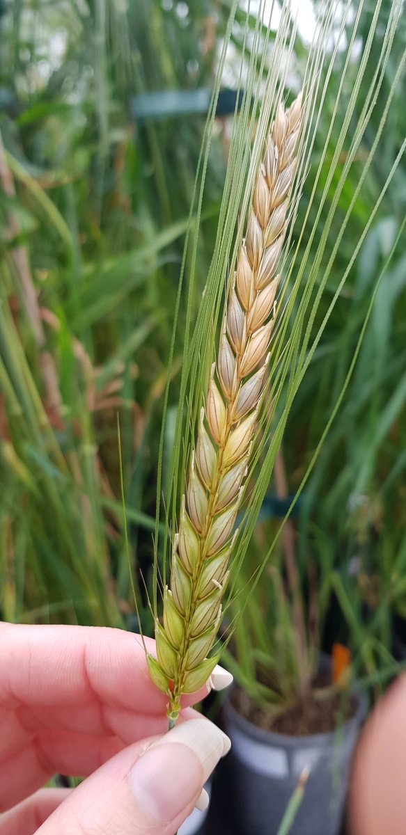 Can anyone comment on this colour difference towards the top of the ear?? (Glasshouse grown F2)