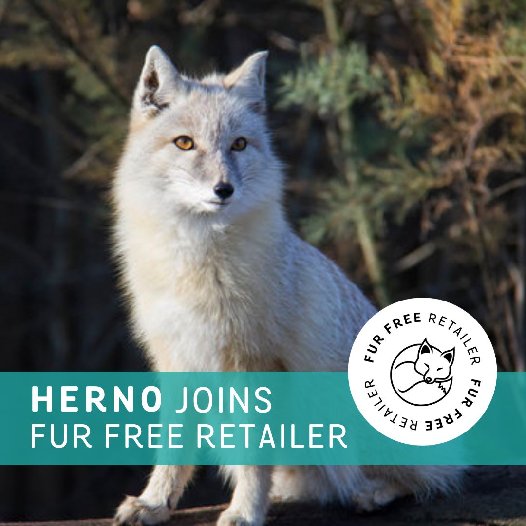 Fur Free Retailer (@FurFreeRetailer) / Twitter Fur Free Retailer (@FurFreeRetailer) / Twitter