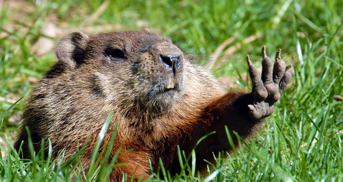 UP_Creative_'s tweet photo. It’s Groundhog Day…again! This year we reflect on the importance of taking care of ourselves. Through the work we do with #Nonprofits we see the strength one needs to take care of others, and that can take an emotional toll. Don't forget to prioritize your own mental health! https://t.co/OKozgDzRiY