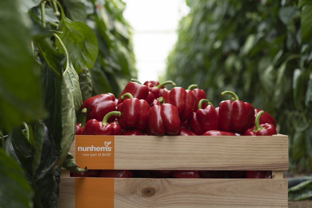 REVISTAFYH's tweet photo. #Krakos de @BASF_AgroES ofrece una producción extra de gran calidad en el #rebrote https://t.co/1pT4p5E3NJ #pimientoCalifornia @elviravitores https://t.co/XHf5RYLxhy