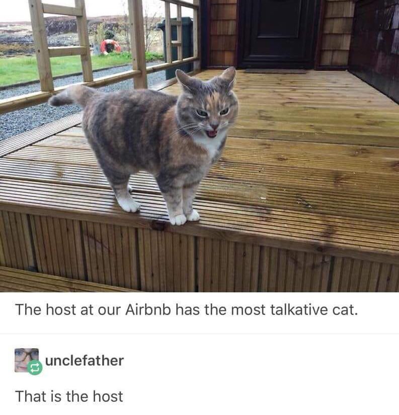 Posts Of Cats tweet media